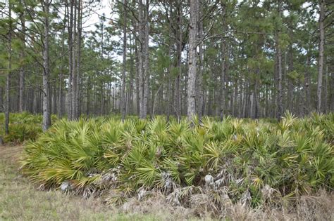Saw Palmettos And Pine Trees At Colt Creek State Park Clippix Etc