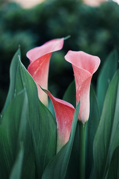 Calla Lilies Flowers Pink Close Up Plant Hd Phone Wallpaper Peakpx