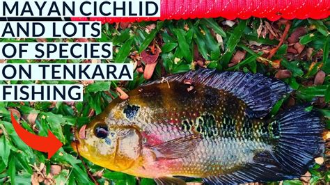 Tenkara Fishing Malaysia. 3 spesies landed!/ MAYAN, JAGUAR AND PARROT