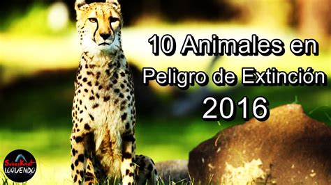 10 Animales En Peligro De ExtinciÓn 2016 Youtube