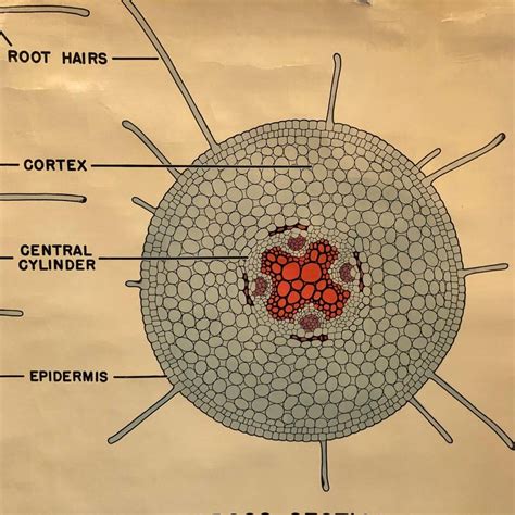 Educational Botanical Root Structure Chart By New York Scientific Supp
