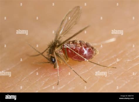 Sand Fly Bite Hi Res Stock Photography And Images Alamy
