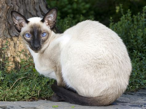 Siamese Cat Information The Good Bad And The Ugly