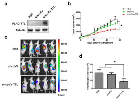 Upload, share, search and download for free. Ttl Daniela / The Profoto B1 Air The Sun Delivered Bob ...