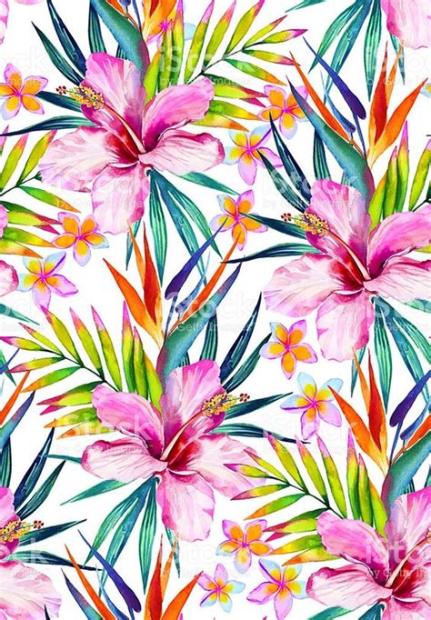 Tropical Picture Flowers Tropical Background 564x812 20438