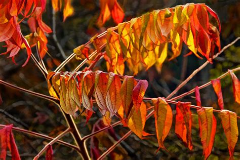 Fall Sumac Leaves During A Michigan Autumn Photograph By Randall Nyhof