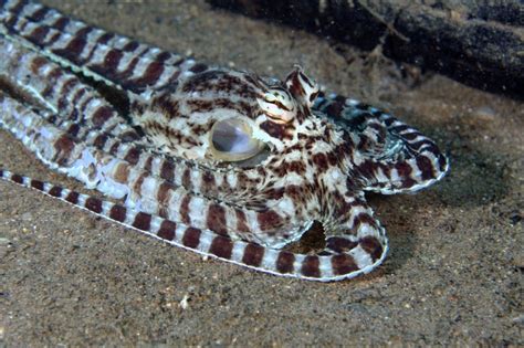 Image Result For Cuttlefish Mimic Octopus Animals Weird Animals