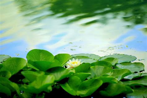 Lily Pads Wallpapers Wallpaper Cave
