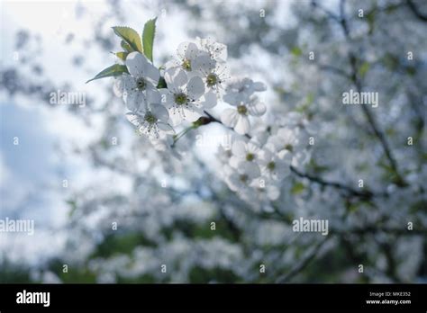Cherry Blossom Tree Background White Hi Res Stock Photography And