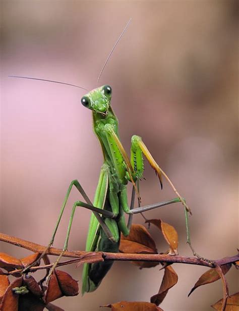 Mantis Religiosa Photo By Photographer Jim Hoffman Praying Mantis