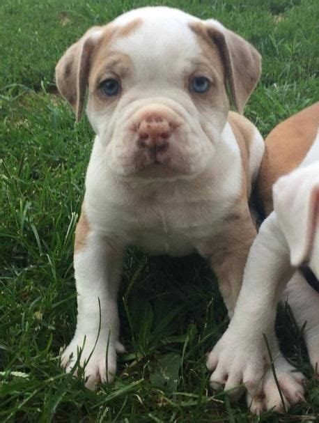 Champion bloodline pups available puppies for sale. Alapaha Blue Blood Bulldog Puppies For Sale | Los Angeles, CA #155687