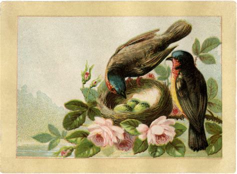 11 Bird Nests With Flowers Images Vintage Birds Graphics Fairy
