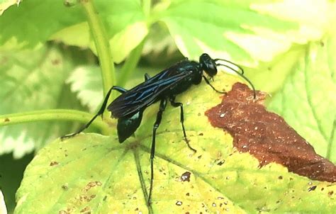 Nearctic Blue Mud Dauber Wasp From St Catharines On Canada On August