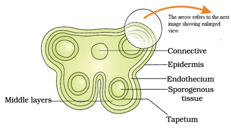 Draw A Schematic Transverse Section Of A Mature Anther Of An Angiosperm