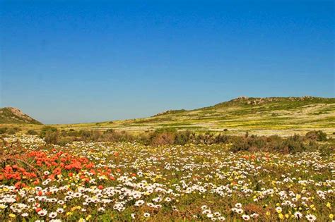 Namaqualand Exploring The West Coast Flower Route Travel To The Next