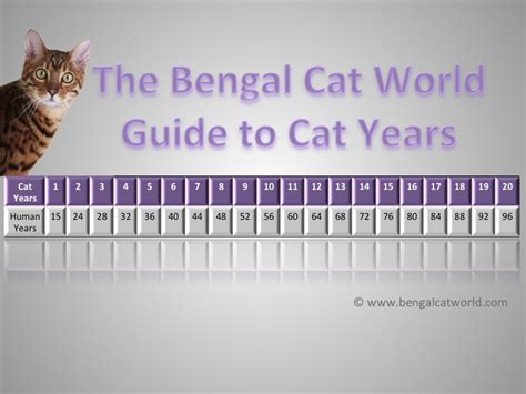 How Old Is My Cat In Human Years Bengal Cat World