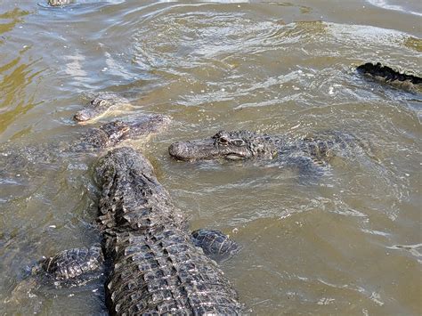American Alligators Main Pond Zoochat
