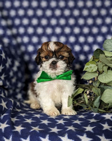 Chase Shih Tzu Puppy For Sale In Lancaster Pa Lancaster Puppies