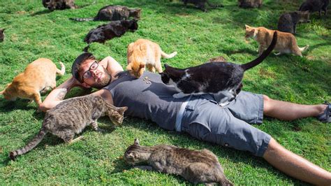 Want To Hang Out With Hundreds Of Cats In Paradise Head To The Lanai