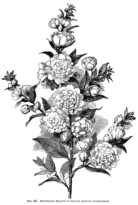 Engraving Illustration Art Botanical Art
