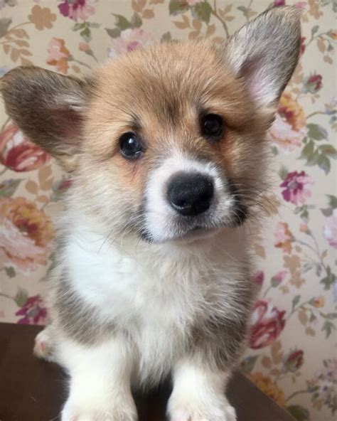 Pembroke Welsh Corgi Puppies For Salecorgi Puppies For Sale