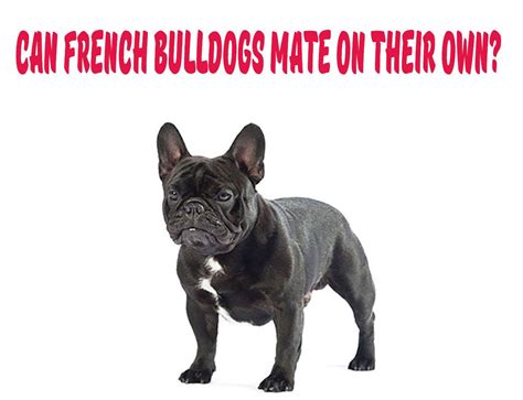Can French Bulldogs Mate On Their Own Frenchie Shop