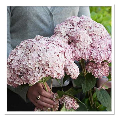 Foundation plantings, perennial gardens, hedges, cut flower. Hydrangea Incrediball Blush, Smooth Hydrangea - Shop Sugar ...