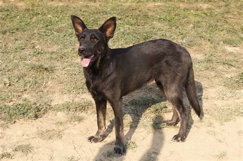 Sonny 2 Year Old Male German Shepherd Dog Dog For Adoption