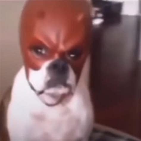 Dog With Daredevil Mask Blank Template Imgflip