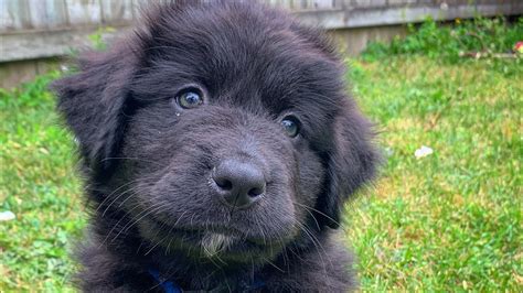 Introducing Our New Puppy Bear Newfoundland Labernese Mix Youtube
