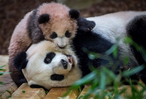 Pandas Black Eye Circles Turn White In Chengdu China News Asiaone