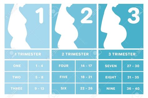 Pregnancy Trimesters Weeks Chart Calendar Template 2022 Labb By Ag