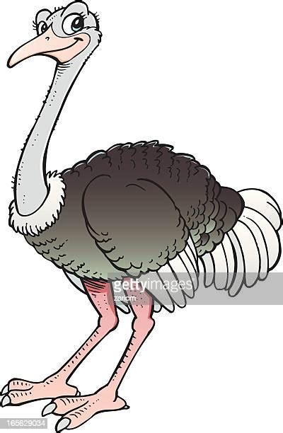 Ostriches Photos And Premium High Res Pictures Getty Images