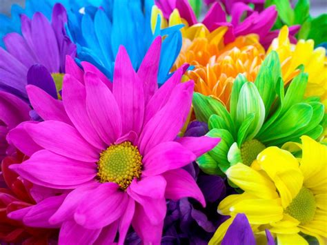 Colorful Flower Wallpapers Wallpaper Cave