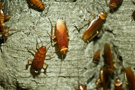 A Complete Guide To Make Your Place Roaches Free