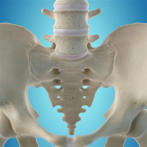 Human Hip Bone Photograph By Sciepro Pixels