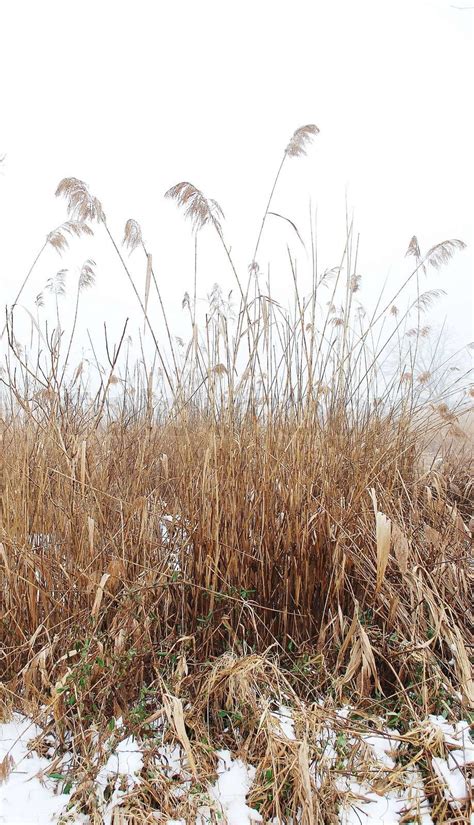 Winter Reed Stock Image Colourbox