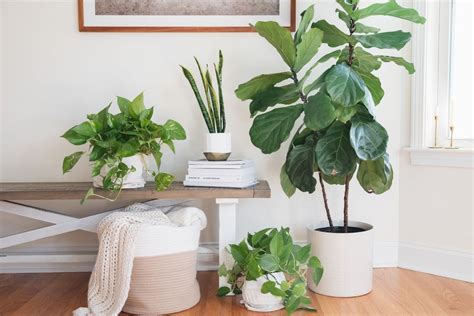 The Best Air Purifying Plants According To Feng Shui