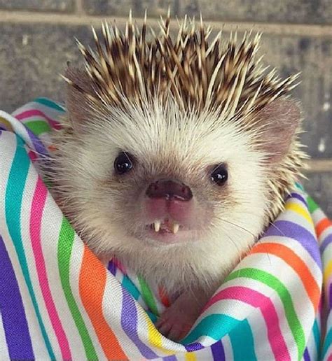 Today Is Hedgehog Day To Celebrate Weve Compiled 15 Of The Cutest