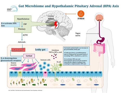 The Simplified Guide To The Gut Brain Axis How The Gut Talks To The Brain