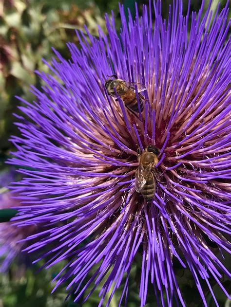 Check spelling or type a new query. Bees feasting in a purple jungle | About flowers, Flowery ...