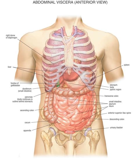 Find the perfect human internal organs diagram stock illustrations from getty images. Internal Organ Locations | Human body organs, Anatomy ...