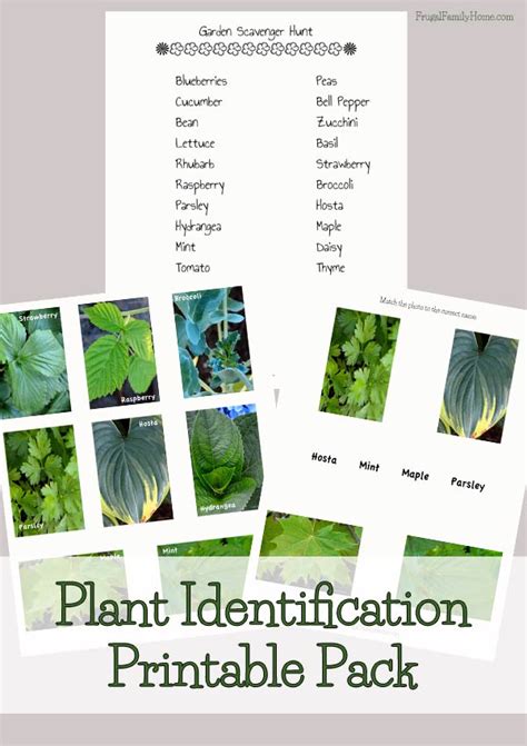Free Plant Identification Printable Pack