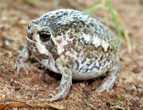 Rain Frog Breviceps Adspersus Found Near Kruger National Flickr