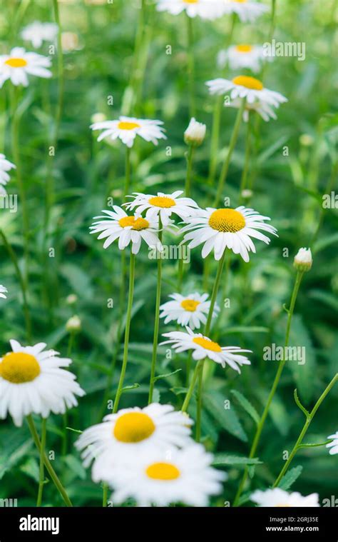 Shallow Focus Daisy Flower Background Stock Photo Alamy