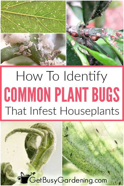 How To Identify Common Types Of Houseplant Bugs Plant Pests Common