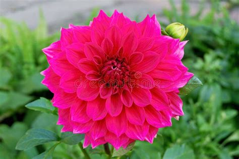 Beautiful Bright Pink Dahlia Flower Stock Image Image Of Fresh