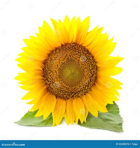 One Large Sunflowers With Leaves Isolated White Background Royalty