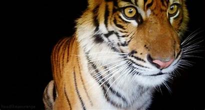 Animated Tiger Tigers Cats Gifs Animals Cool