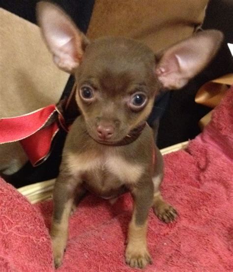 Tan Chihuahua For Sale
